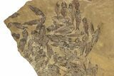 Fossil Fish (Gosiutichthys) Mortality Plate - Wyoming #242910-1